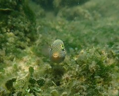 Canthigaster punctatissima