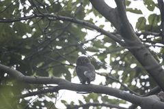Glaucidium radiatum