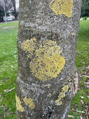 Xanthoria parietina