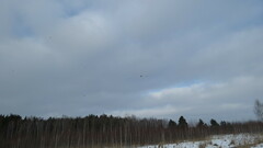 Turdus pilaris