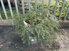 Pilea trianthemoides