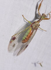 Ditaxis meridiei