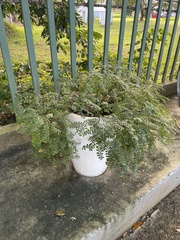 Pilea trianthemoides