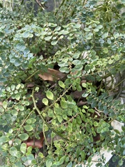 Pilea trianthemoides