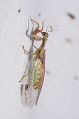 Ditaxis meridiei