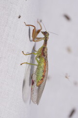 Ditaxis meridiei