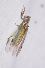 Ditaxis meridiei