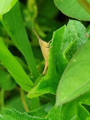 Phlaeoba antennata