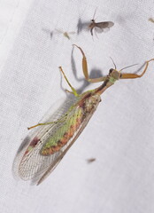 Ditaxis meridiei