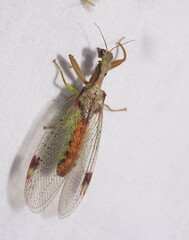 Ditaxis meridiei