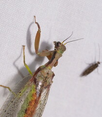 Ditaxis meridiei