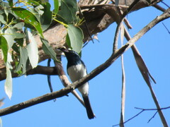 Myiagra cyanoleuca