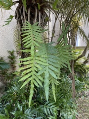 Phlebodium pseudoaureum