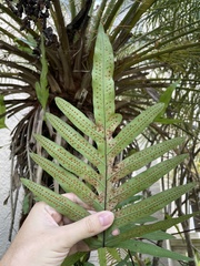 Phlebodium pseudoaureum