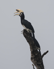 Anthracoceros albirostris