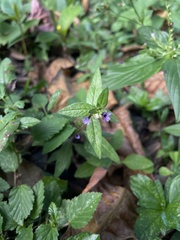 Cuphea carthagenensis