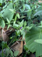 Cuphea carthagenensis