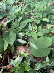 Cuphea carthagenensis