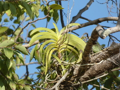 Orchidaceae