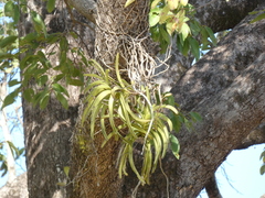 Orchidaceae