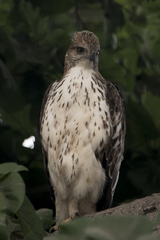 Nisaetus cirrhatus