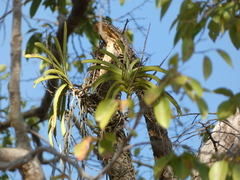 Orchidaceae