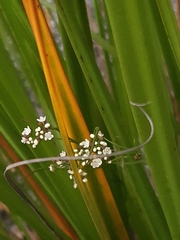 Platysace heterophylla