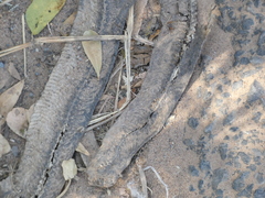 Serpentes