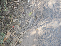 Serpentes