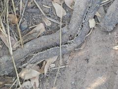 Serpentes