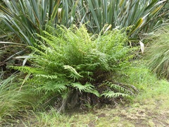 Blechnum minus