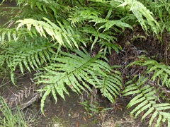 Blechnum minus