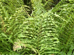 Blechnum minus