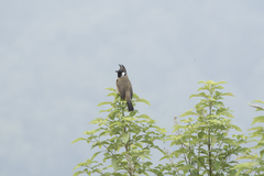 Pycnonotus leucogenys