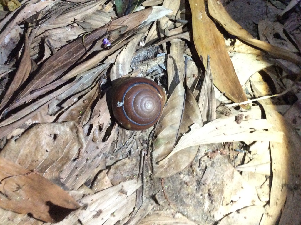 Cooktown Bicoloured Snail from Lockhart QLD 4892, Australia on July 6