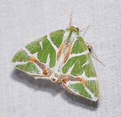 Chlorodes boisduvalaria