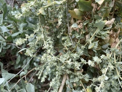 Atriplex nummularia