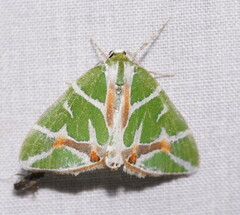 Chlorodes boisduvalaria