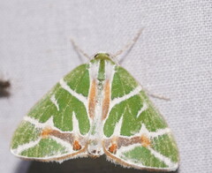 Chlorodes boisduvalaria
