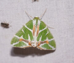 Chlorodes boisduvalaria