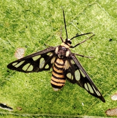 Amata huebneri