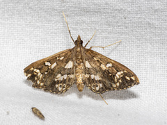Ischnurges illustralis