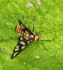 Amata huebneri