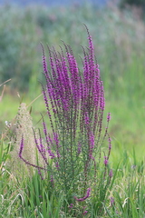 Lythrum salicaria