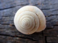 Helminthoglypta arrosa