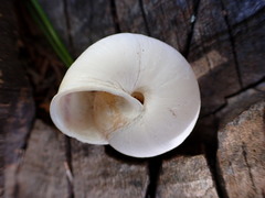 Helminthoglypta arrosa