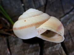 Helminthoglypta arrosa