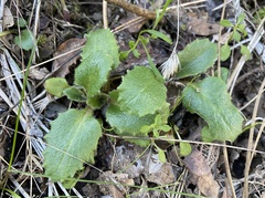 Micranthes californica