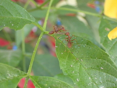 Oecophylla smaragdina