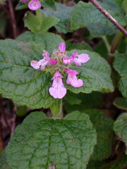Stachys bullata